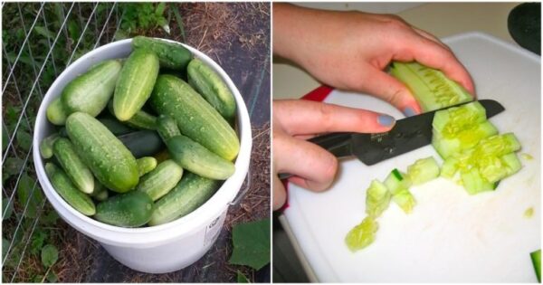 Coltivazione di cetrioli sul balcone e sul davanzale tutto l’anno: puoi raccogliere meno decine di chilogrammi senza problemi