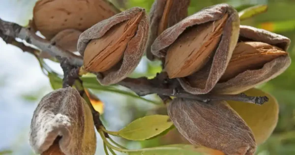 Coltivazione di mandorli da seme in casa