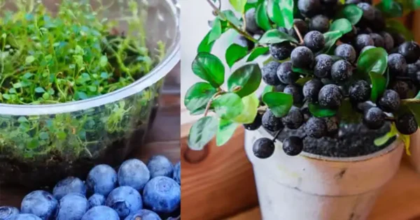 Come Coltivare Piante di Mirtilli da Mirtilli Acquistati in Negozio