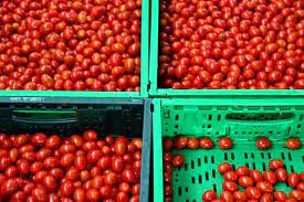 Come Coltivare Pomodori Senza Suolo