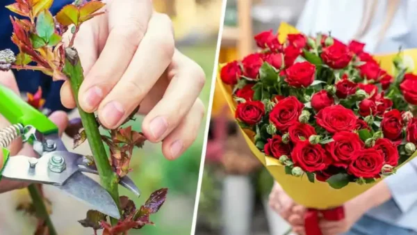 Come Coltivare Rose a Singolo Stelo.