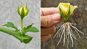 Come Coltivare Rose dai Calici