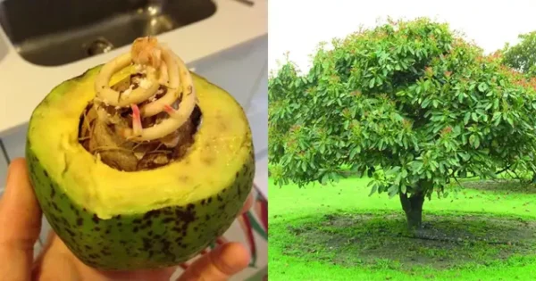 Come Coltivare con Successo un Albero di Avocado da un Avocado