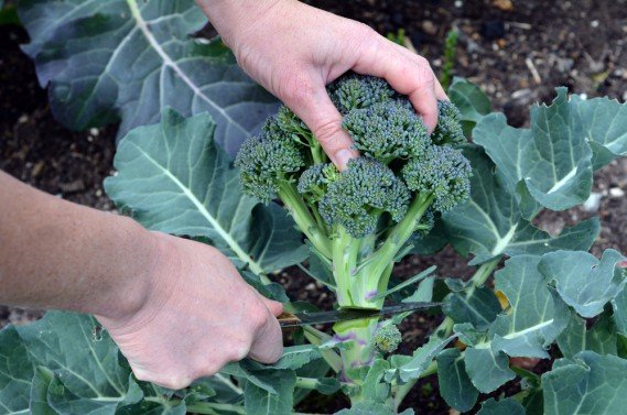 Come Coltivare il Broccolo a Casa in Contenitori