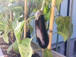 Come Coltivare le Melanzane in Sacchetti di Terra