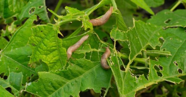 Come allontanare le lumache: 6 semplici metodi che le eliminano velocemente