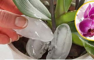 Come annaffiare le orchidee senza far marcire le radici: mantenerle piene di fiori