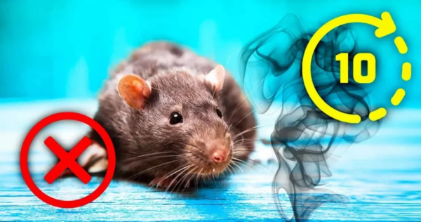 Come cacciare i topi in meno di 10 minuti? ¡Indossa questo prodotto e non tornerà più!