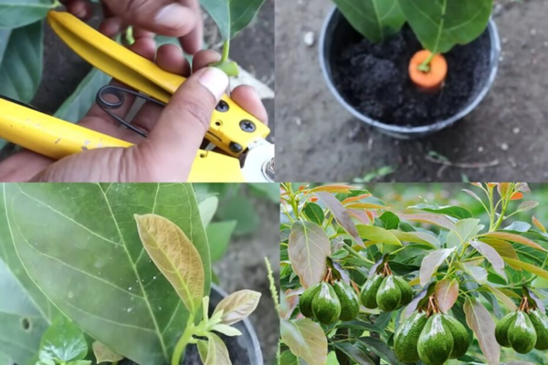 Come coltivare alberi di avocado dalle foglie: una guida dettagliata per i principianti