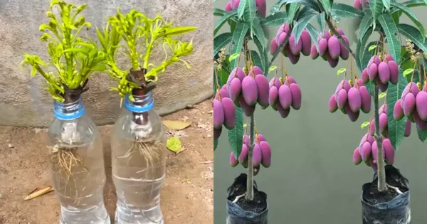 Come coltivare alberi di mango da talee in acqua