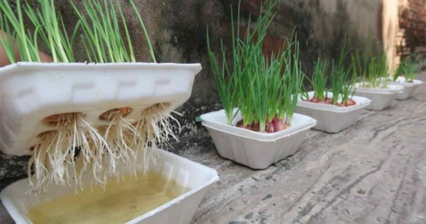 Come coltivare cipolle e aglio in una vecchia scatola di polistirolo – Super facile