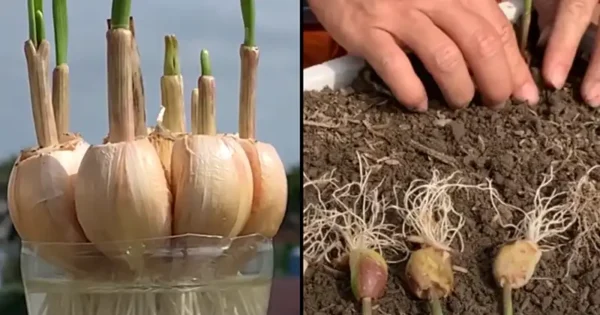 Come coltivare con successo l’aglio in casa in contenitore