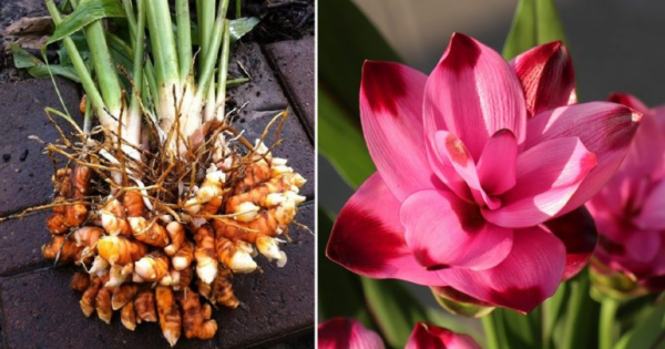 Come coltivare e far fiorire la curcuma in vaso