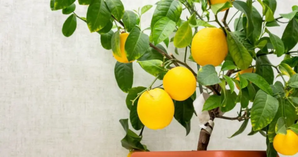 Come coltivare e prendersi cura di un albero di limone in vaso: la guida completa