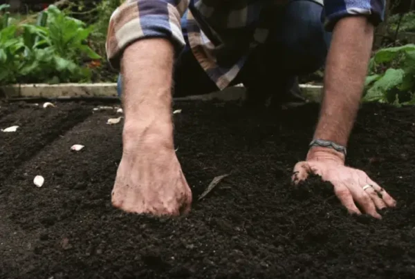 Come coltivare facilmente l’aglio in casa per non rimanere mai senza