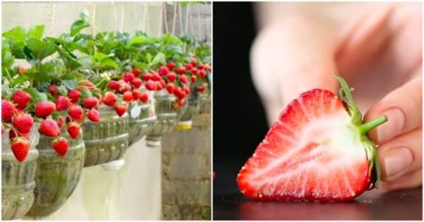 Come coltivare fino a 10 kg di fragole quest’anno sul balcone e sul davanzale della finestra. Saranno dolci e succosi come quelli della foresta