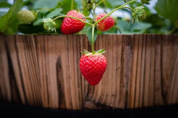 Come coltivare fragole succose in contenitori di bottiglie di plastica da 5 litri