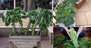 Come coltivare i cavoletti di Bruxelles in contenitore