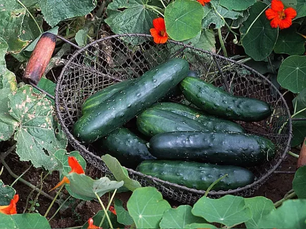 Come coltivare i cetrioli con successo: 9 errori comuni da evitare