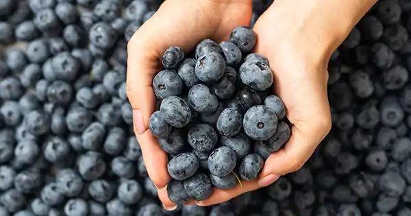 Come coltivare i mirtilli in casa in contenitore