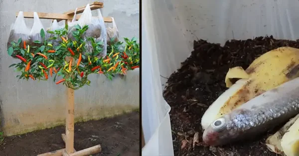 Come coltivare i peperoni capovolti nei sacchetti della spesa