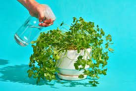 Come coltivare il cilantro in acqua senza terra