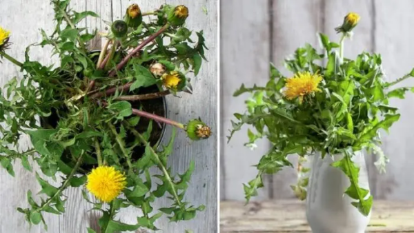 Come coltivare il dente di leone in casa per averlo sempre a portata di mano