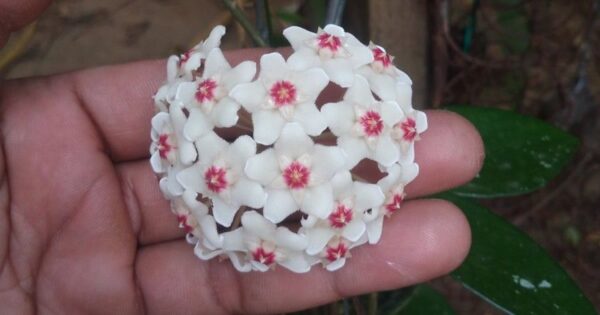 Come coltivare il fiore di cera e tutti i segreti per farlo fiorire