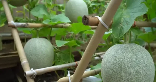 Come coltivare il melone di Cantalupo in sacchi di terriccio
