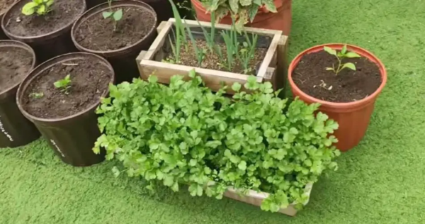 Come coltivare il prezzemolo in casa tutto l’anno: solo così otterrai un ricco raccolto