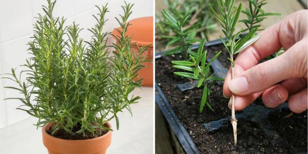 Come coltivare il rosmarino in vaso partendo da un rametto o dai semi