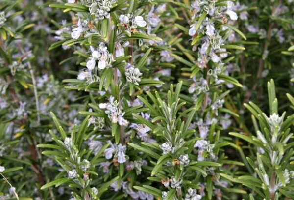 Come coltivare il rosmarino