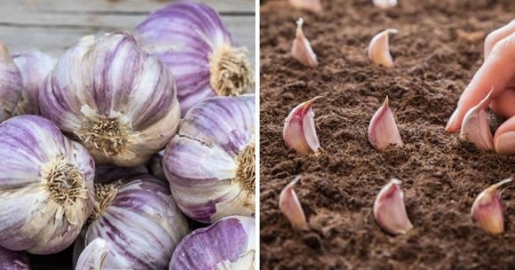Come coltivare l’aglio in vaso per averne una scorta illimitata