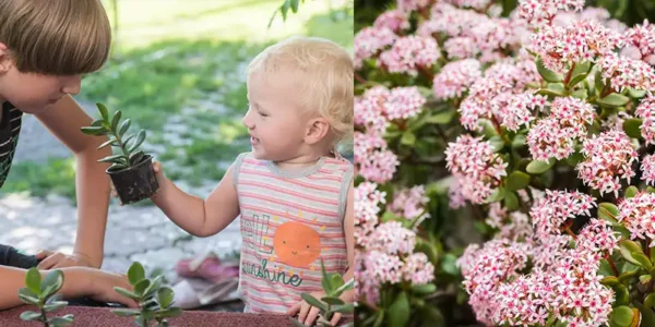 Come coltivare l’albero di giada e mantenerlo bello