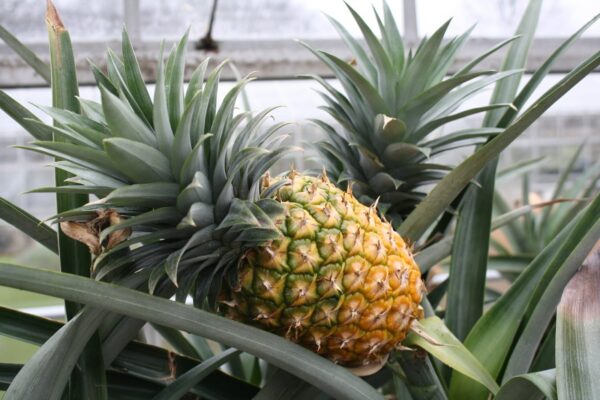 Come coltivare l’ananas a casa in contenitori: dalla parte superiore dell’ananas alle dolci ricompense