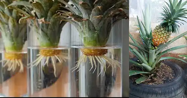 Come coltivare l’ananas in casa in contenitore: Dalla cima dell’ananas ai dolci frutti