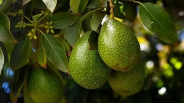 Come coltivare l’avocado, passo dopo passo e facilmente