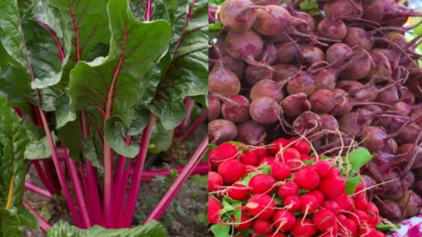 Come coltivare la barbabietola in casa passo dopo passo