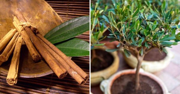 Come coltivare la cannella a casa per averla sempre a disposizione