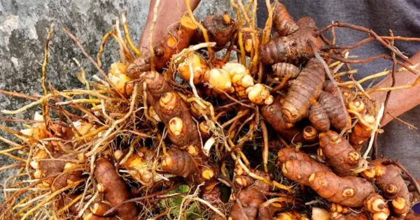 Come coltivare la curcuma in casa in contenitore