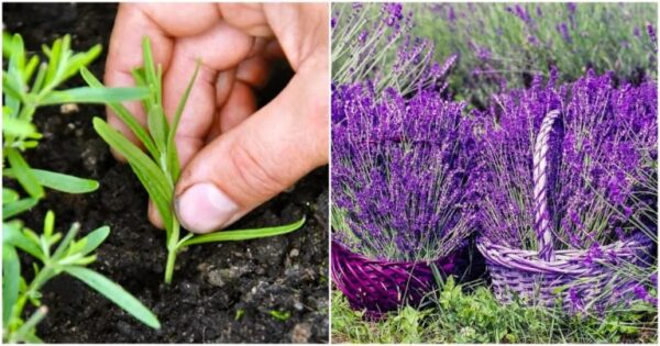 Come coltivare la lavanda gigante da semi o talee: crea splendidi cespugli resistenti al gelo con una marea di fiori – la guida completa