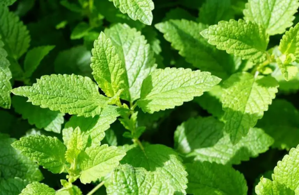 Come coltivare la menta dalle talee