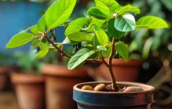 Come coltivare la pianta di anacardi in casa