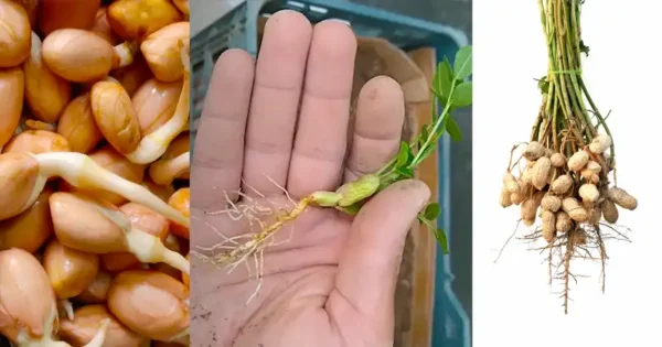 Come coltivare le arachidi in casa: una guida passo passo