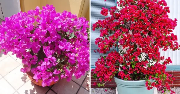 Come coltivare le bouganville in vaso e farle fiorire in continuazione