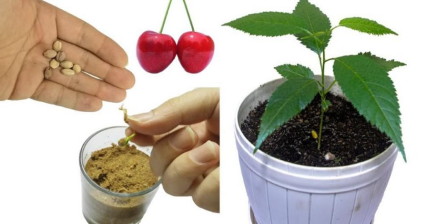 Come coltivare le ciliegie in casa dai frutti: tutti i segreti.