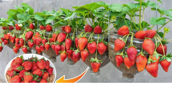 Come coltivare le fragole in vaso sul balcone.