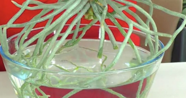 Come coltivare le orchidee in acqua