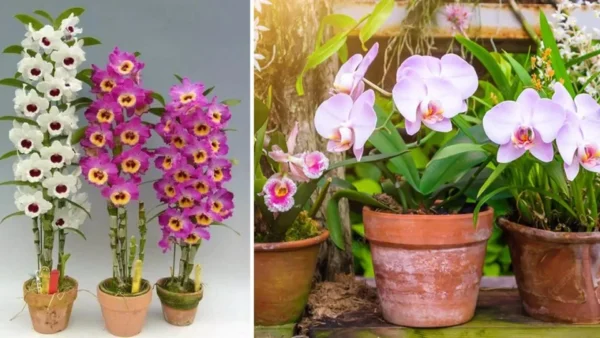 Come coltivare le orchidee in vaso: una guida passo passo