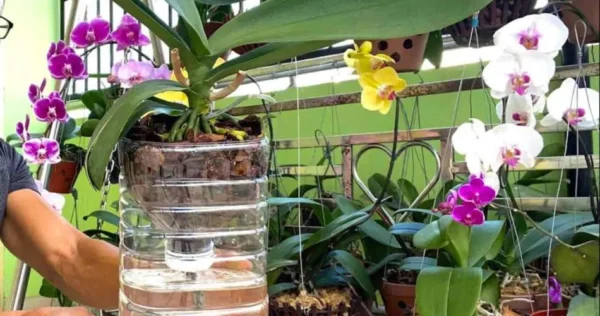 Come coltivare le orchidee senza annaffiare, per farle durare tutta la vita